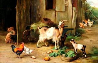 A Farmyard scene with goats and chickens