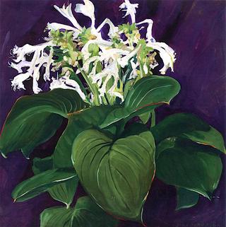 White Hosta