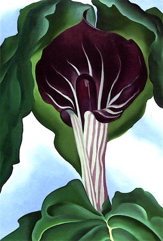 Jack-in-the Pulpit No. 3
