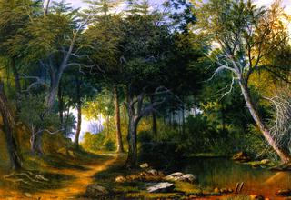 Path in the Woods, New Bedford