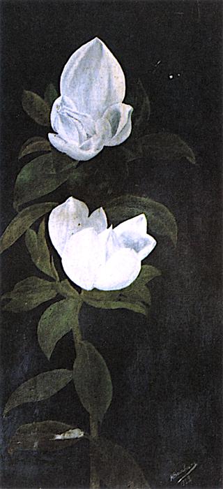 Magnolia Flowers