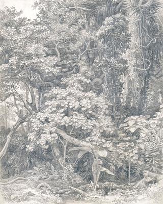 Study of Tropical Vegetation