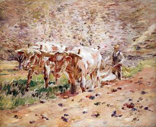 Oxen Ploughing