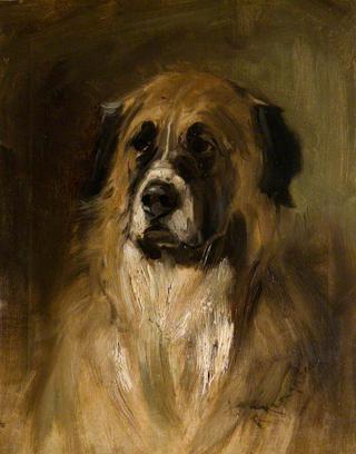 A St Bernard Dog