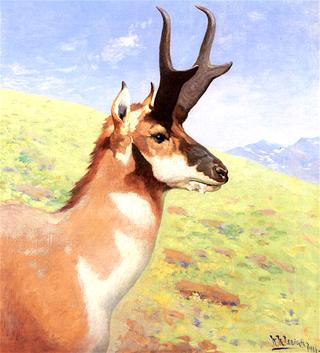 Pronghorn