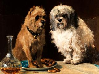 zwei hunde