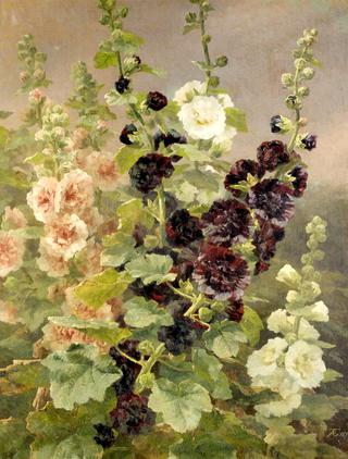Hollyhocks
