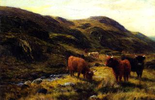 Highland Cattle