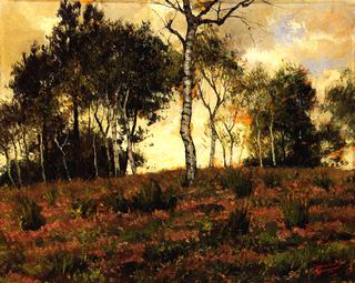Birch Forest