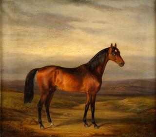Brown Stallion with Landscape