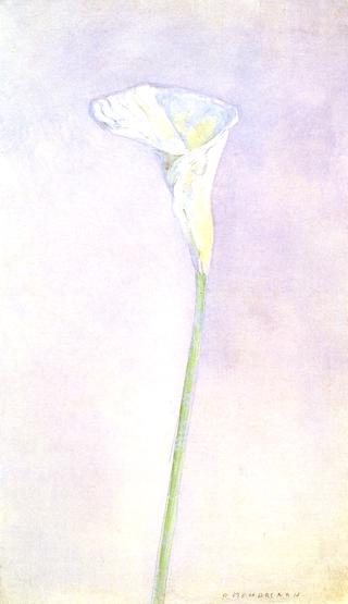 Arum Lily