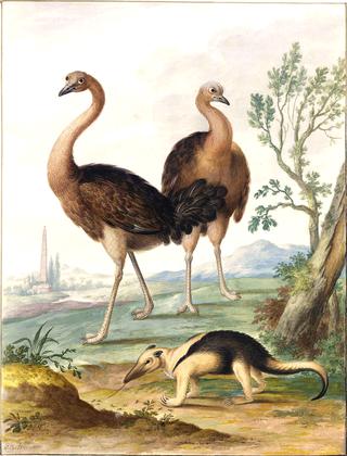 Two Ostriches and an Ant-Eater in a Landscape