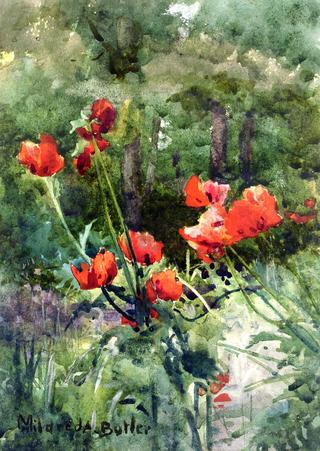 Garden Poppies