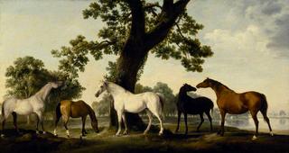 温莎大公园坎伯兰公爵种马场的五匹母马
