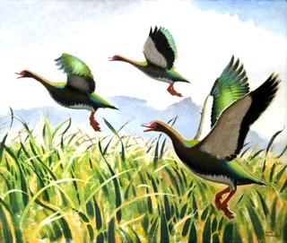 Spur-Winged Geese