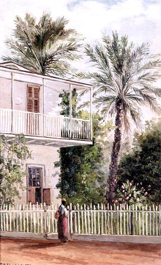 Dr. Peck's Palm Trees, St. Augustine, Fla.