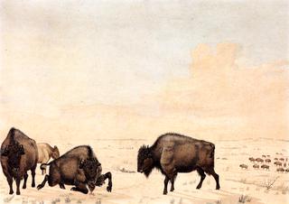 Buffalo Hunt