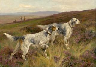 Two English Setters on a Grous Moor