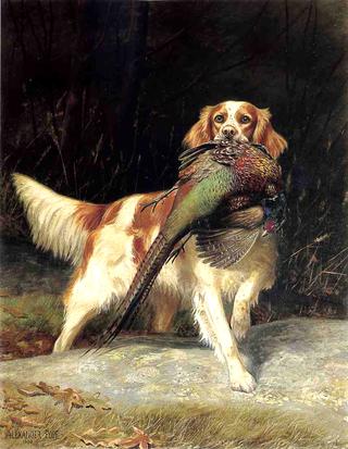 Springer Spaniel with Pheasant