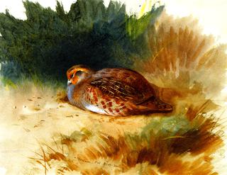 A Young Partridge