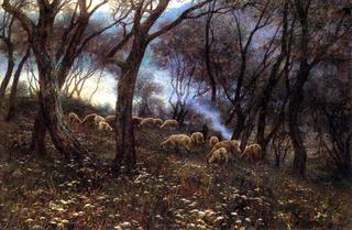 Olive Grove
