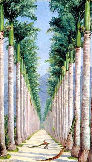 Avenue of Royal Palms at Botafogo, Brazil