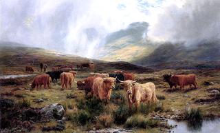 Highland Cattle Grazing