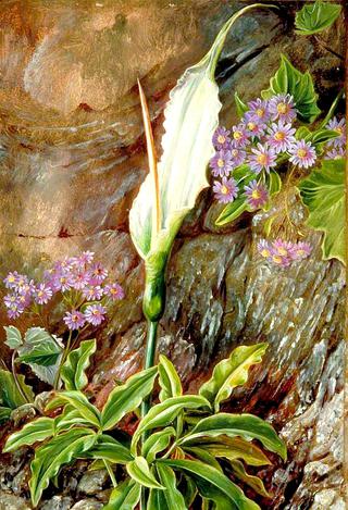 Dracunculus canariensis and Cineraria in Flower, Teneriffe