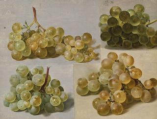 White Grapes