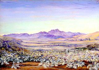 View of the Bell Mountain of Quillota, Chili, with Colonised Cardoons in the Foreground