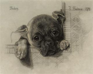 Study of Sukey, a Pug Puppy