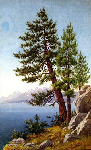 Pines, Lake Tahoe