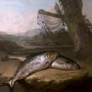 Atlantic Salmon and Allis Shad, by the River Wye