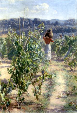 Grape harvesting