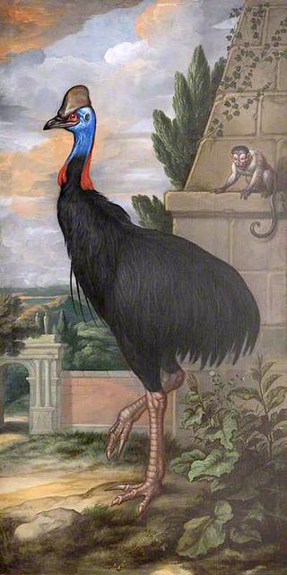 A Cassowary