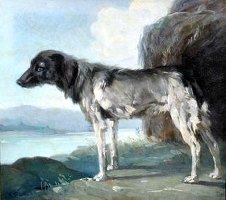 A Dog