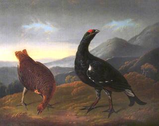 Cock and Hen Black Grouse in Landscape