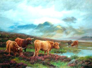 Scotch Cattle