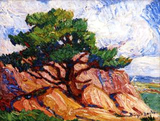 Old Tree, Manitou, Summer