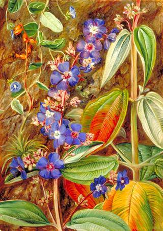 Wild Flowers of Casa Branca, Brazil