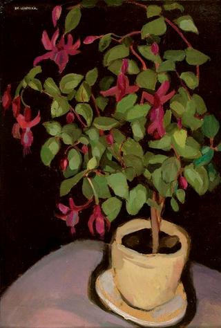 Pot of Fuchsias