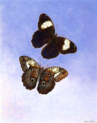 Caligo Martia (Butterflies)