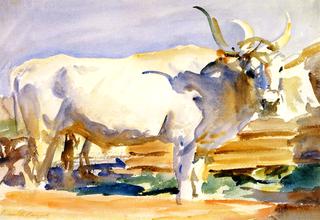 White Ox at Siena