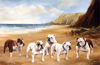 Bulldogs on the Beach