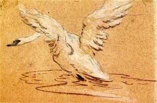 Study of a Swan Rising from the Water