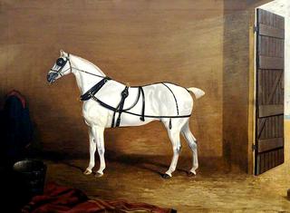 A Grey Carriage Horse in a Stable