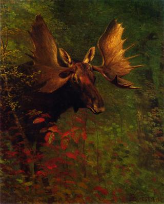 Study of a Moose