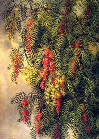 The Pepper Tree