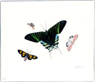 Four Butterflies