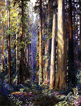 Redwoods